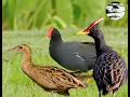 Lagu suara burung ayam ayaman❗️❗️ mandar batu💯 jossss