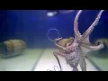 Download Lagu Big Octopus VS Small Holes - Incredible Squeezing Abilities