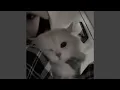 Download Lagu fluffy kitten