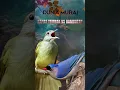 Download Lagu Masteran Isian Mewah Kapas Tembak vs Rambatan Paruh Merah