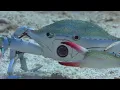Download Lagu Will Robot Spy Crab Survive The Killer Punch Of A Peacock Mantis Shrimp