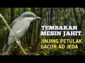 Download Lagu INI DIA MASTERAN PALING DI CARI ‼️ JINJING PETULAK GACOR TEMBAKAN MESIN JAHIT JEDA PER 2 MENIT