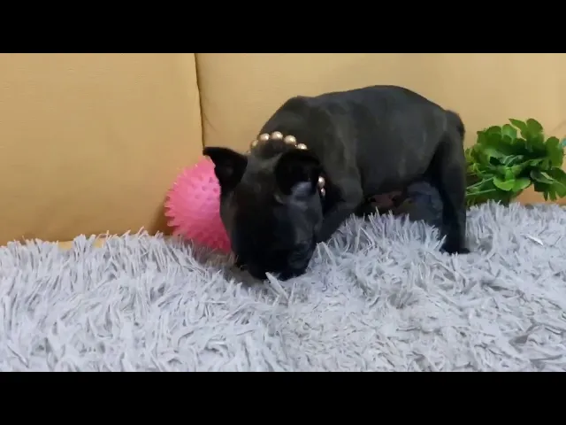 動画