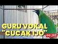 Download Lagu Cucak Ijo Guru Vokal #cucakijo #masteranburung #cakijogacor