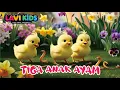 Download Lagu Tiga Anak Ayam | LAVI KIDS Lagu Anak Indonesia | Nursery Rhymes
