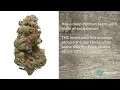White Widow Strain Review