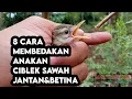 Download Lagu 8 Cara Membedakan Anakan Burung Ciblek Sawah Jantan\u0026Betina