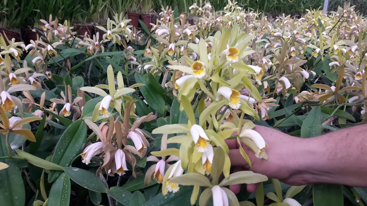ORQUÍDEA CATTLEYA FORBESII ORQUIDÁRIO 4 ESTAÇÕES