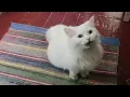 Angora cat is meowing and asking about something