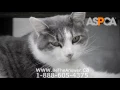 ASPCA Commercial From 2006