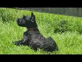 We got a Giant Schnauzer Puppy