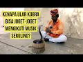 Download Lagu Benarkah Ular Kobra Tertarik Pada Musik Seruling?