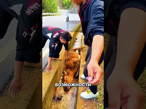 Работяги ВЫТАЩИЛИ корову из канавы😢🔥🐄