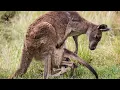 What s Inside A Kangaroo s Pouch