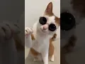 Download Lagu U.p wala thumka .....#love #shorts #comedy #funnyvideo #cat #catvideo