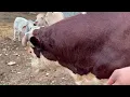 Let me show you Rufus and how well equipped for battle he really is. #rufusthebull 