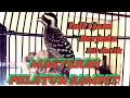 Lagu Masteran pelatuk sampit berjeda 20 detik//Masteran burung pelatuk