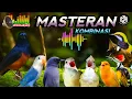 Download Lagu MASTERAN BURUNG MURAI BATU FULL ISIAN TEMBAKAN
