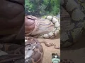 Download Lagu Viral Snake Video || 🔥🤯😱 #shorts #shortfeed #short