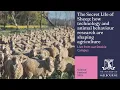 Masterclass - The secret life of sheep