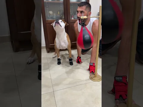 Il dog di Tyson 🐶🥊 #dogs #dogs #dogbox
