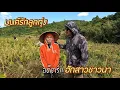 Lagu สาวบ้านนากับหนุ่ม​ นครปฐม​ อุดรธานี​ สกลนคร​