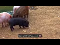 Download Lagu Tiny black mini pig outside playing with other piggies