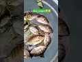 strike ikan mujaerππ