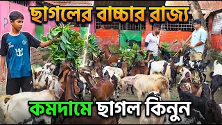 ক্রস ছাগলের রাজ্য। সবচেয়ে কমদামে ছাগল কিনুন ব্রাহ্মণবাড়িয়ার সরাইল থেকে Goat farm 2026