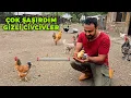 Download Lagu 🐔 Vazgeçmiştim Ama Sürpriz Oldu! 😱 - Dadaş Ko Tavuklarımız Gizlice Civciv Çıkarmış 🐥- Gezen Tavuklar