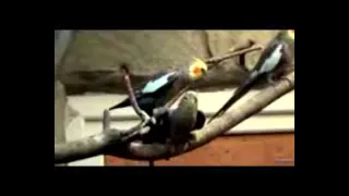 surat al yaseen mohammad kastali