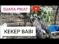 Download Lagu SUARA PIKAT BURUNG KEKEP BABI
