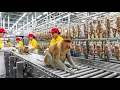 Lagu Inside the Proboscis Monkey Factory: From Wild to Ad Star (Full Process)
