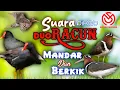 Download Lagu SUARA PIKAT DUO RACUN SAKTI UNTUK PANGGIL BURUNG MANDAR DAN BERKIK SECARA BERSAMAAN. PASTI DATANG !