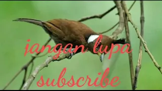 suara burung cililin tembakan panjang bersih untuk pikat dan masteran