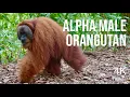 Alpha Male Orangutan 4K