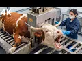 Lagu Inside the White Bull Horn Leather Factory (Full Process) How Million-Dollar Goods are made