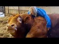 Download Lagu These Animals Didn’t Forget Their Owners After Years Apart ❤️ Best Reunions 2025