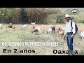 RAZA BOER Y NUVIA es la mejor RAZA para la carne