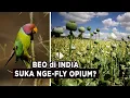 Lagu Kecanduan? Burung Beo di India Ketagihan Opium Sampai Merusak Tanaman Petani