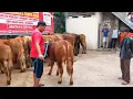 Download Lagu 62 EKOR BARU DATANG BAKALAN SUPER HARGA MURAH‼️ SAPI PEDIA FARM WONOGIRI