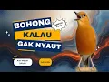 Lagu LANGSUNG NYAUT 10000 % ‼️ ANIS MERAH MACET BUNYI JIKA DENGAR SUARA INI PASTI NYAUT LANJUT GACOR | 4
