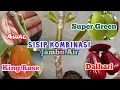 Lagu Cara sambung Jambu Air 3 kombinasi