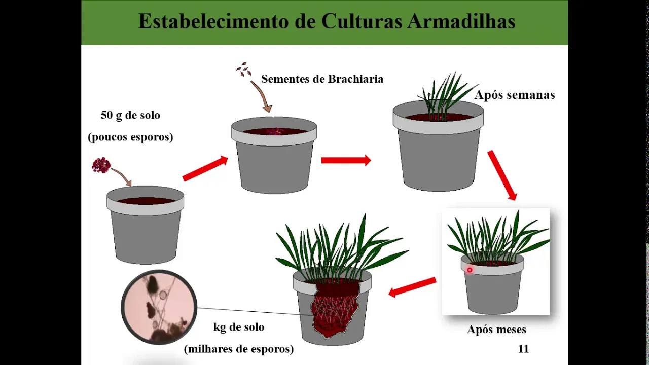 Aula Micorriza parte 1 - Microbiologia Agrícola - Prof  Ismaele Breckenfeld