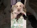 Download Lagu labrador baby #youtubeshorts #labradorpuppy #puppy #labradorlovers #doglover #shortvideo #shortsfeed