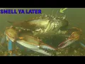 A Blue Crab Using Its Arm-Like Antennae to Smell