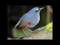 Download Lagu  Robins, Chats, Wheatears