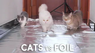 Can Munchkin Cats Walk On Foil