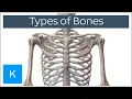 Types of bones in the human skeleton - Human Anatomy Kenhub