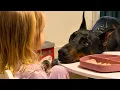 We Adopted the Doberman Nobody Wanted What He Did for Our Daughter Was Unforgettable